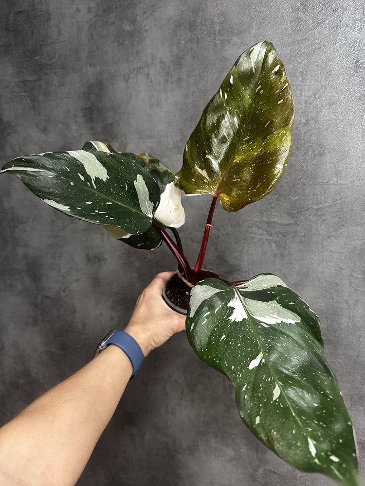 Філодендрон Red Anderson variegated