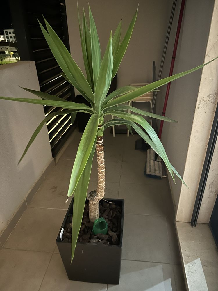 Plantas verdadeiras grandes
