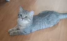 British Shorthair Blu golden Macho