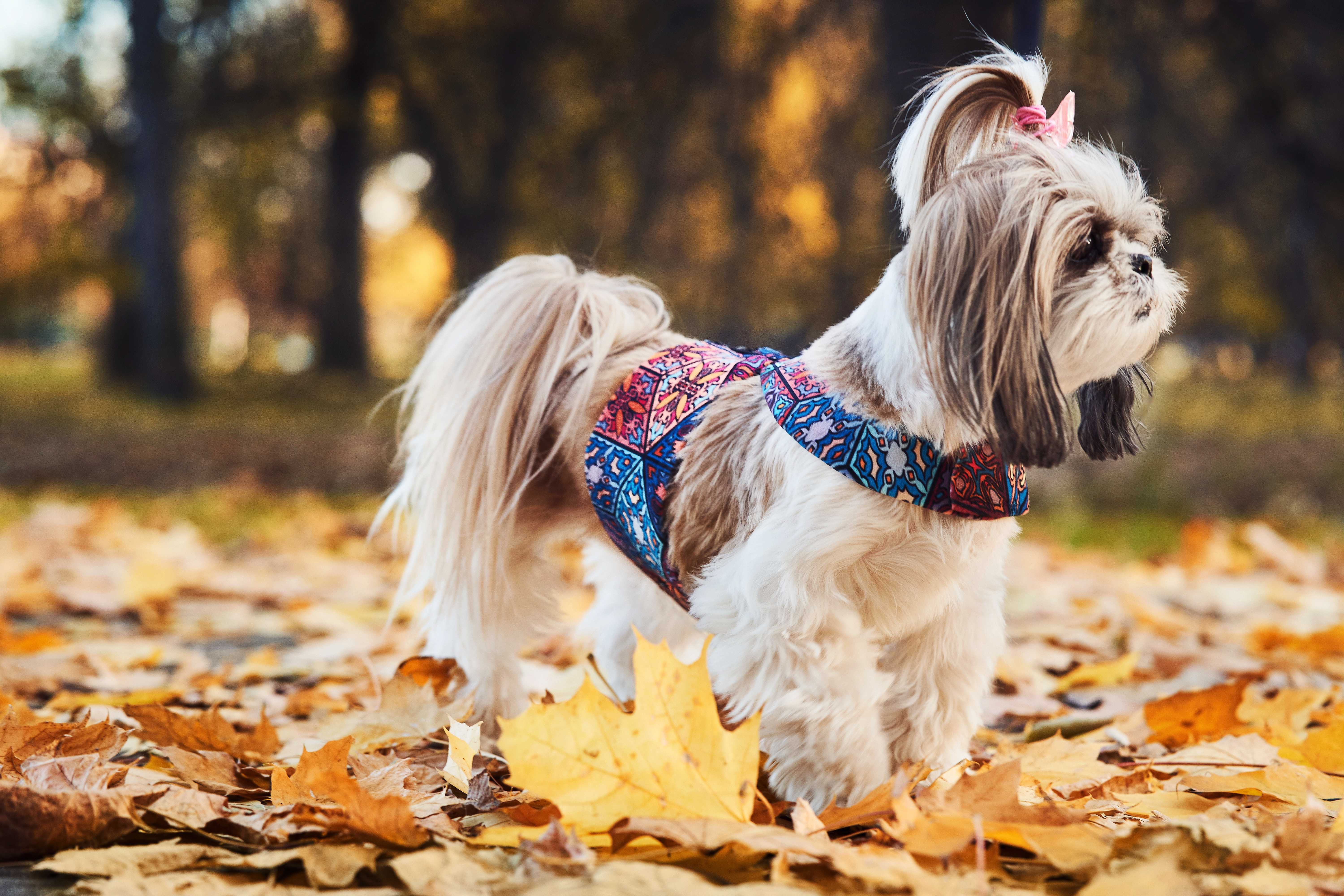 Szelki dla psa na rzep ocieplane Doginio rozm.L ubranko dla psa