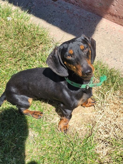 Чистокровний хлопчик такси.