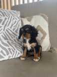 Suczka black&tan Cavalier King Charles Spaniel gotowa na zmiane domu