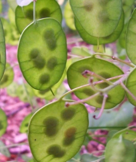 Plantas, Árvores fruto , Cogumelos silvestres e...