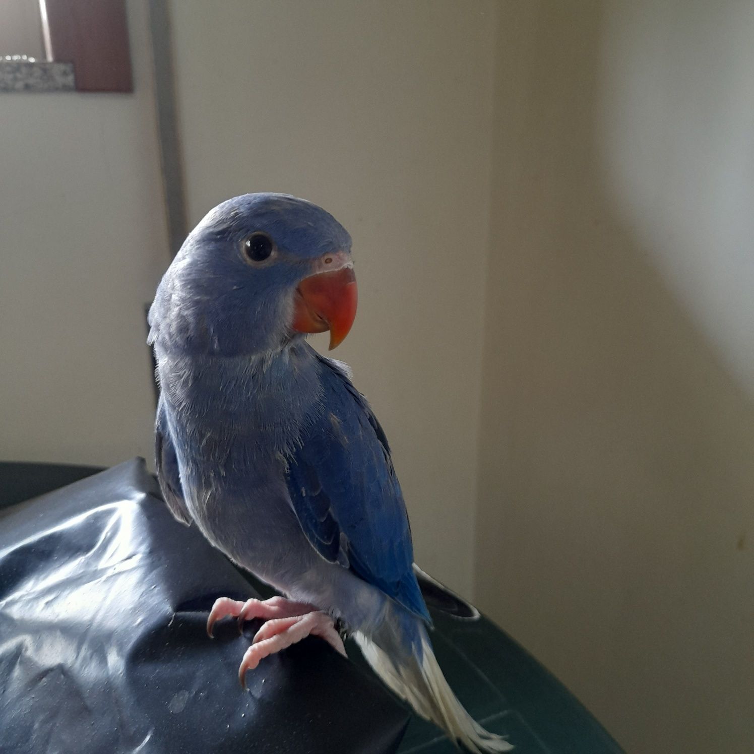 Ringnecks CC violeta e azul