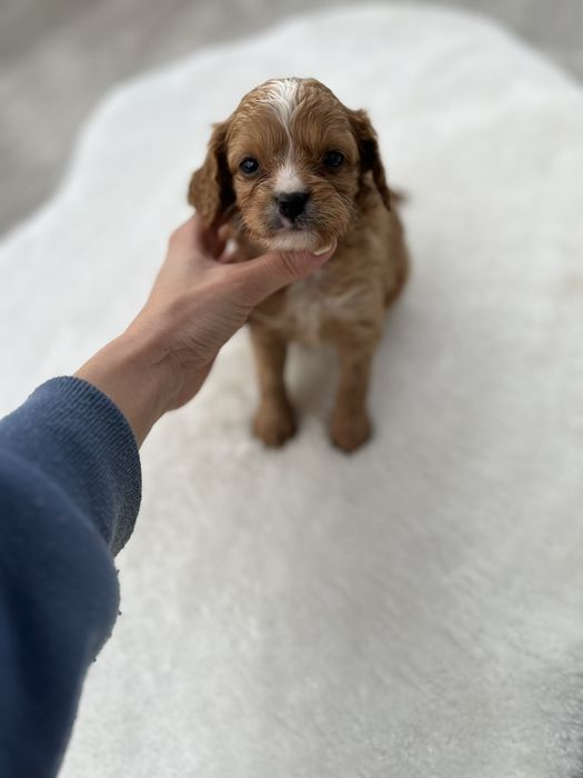 Мальтіпу люкс рідкісний хлопчик з приплюснутим носиком тим