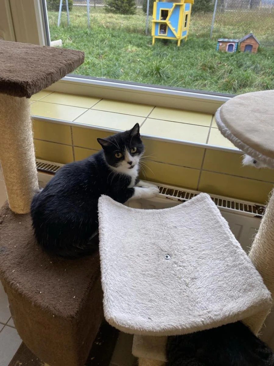Kotka Iwa dla cierpliwych ludzi do adopcji!