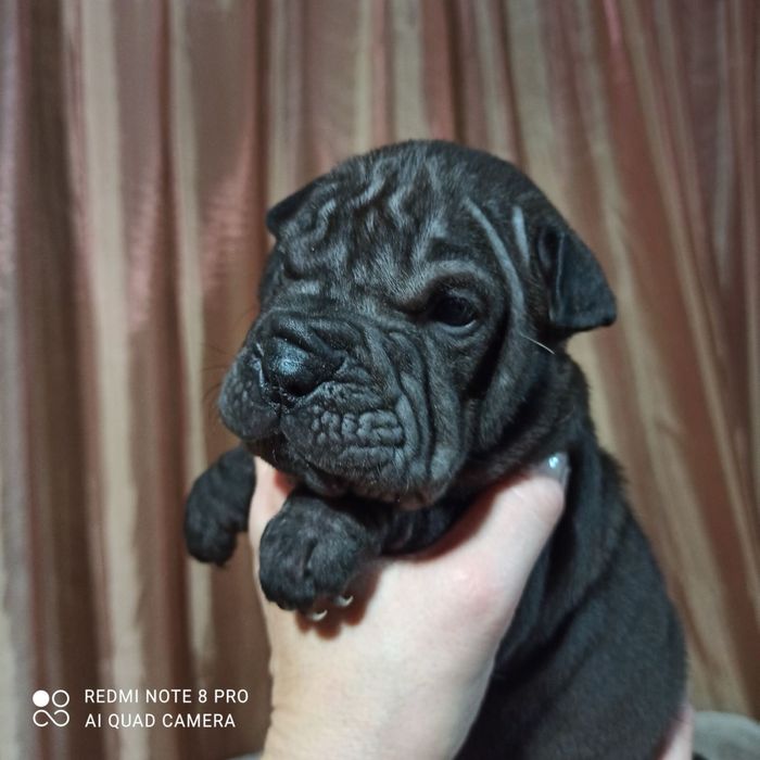 Мини девочка шарпей минипей