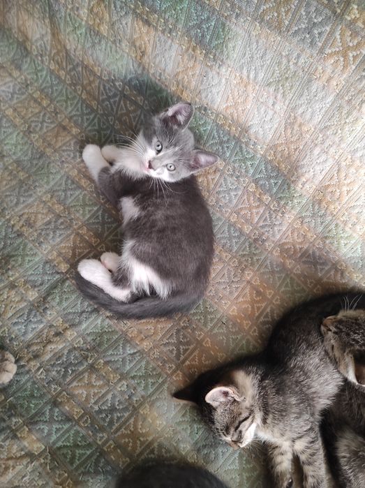 Котятки 7 недель