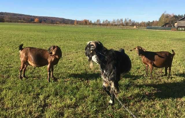 Kozy i kozioł anglonubijskie 100% - sprzedam