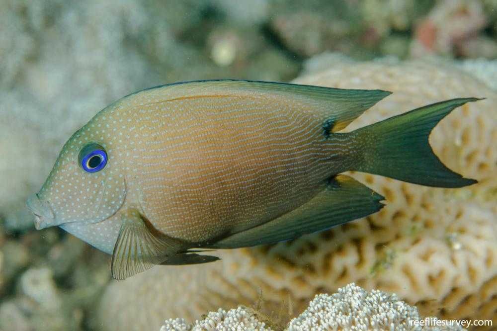 Akwarium morskie - Ctenochaetus binotatus