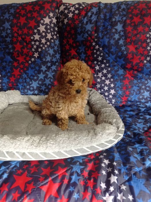 Мальтіпу хлопці і дівчата