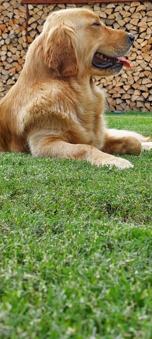 Złota Goldenka 4 lata,piękna