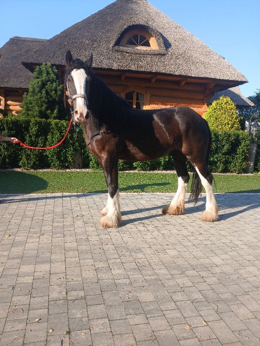 Klacz Shire źrebna Siodło Rekreacja