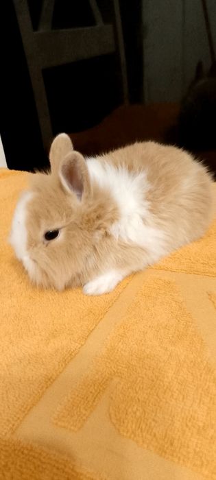 Króliczki miniaturki