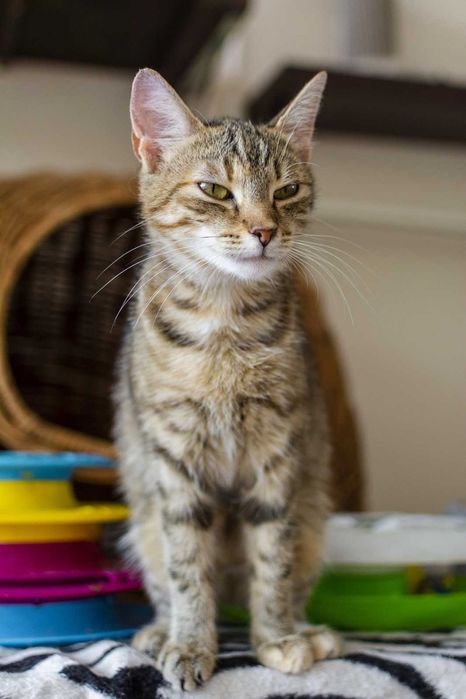 Młoda kotka Maja szuka kochającego domu