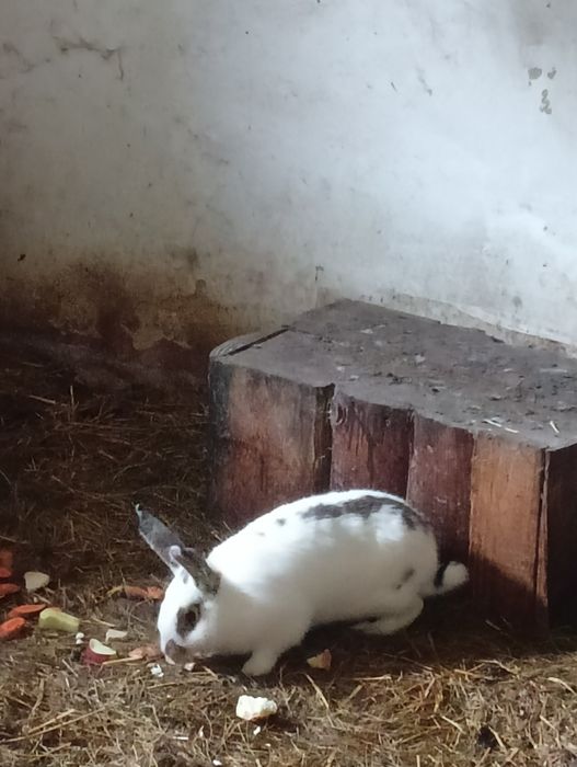 Króliki samiec i samica