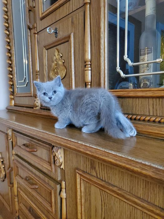 Koty brytyjskie krótkowłose