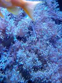 Frags de corais bonitos xenias