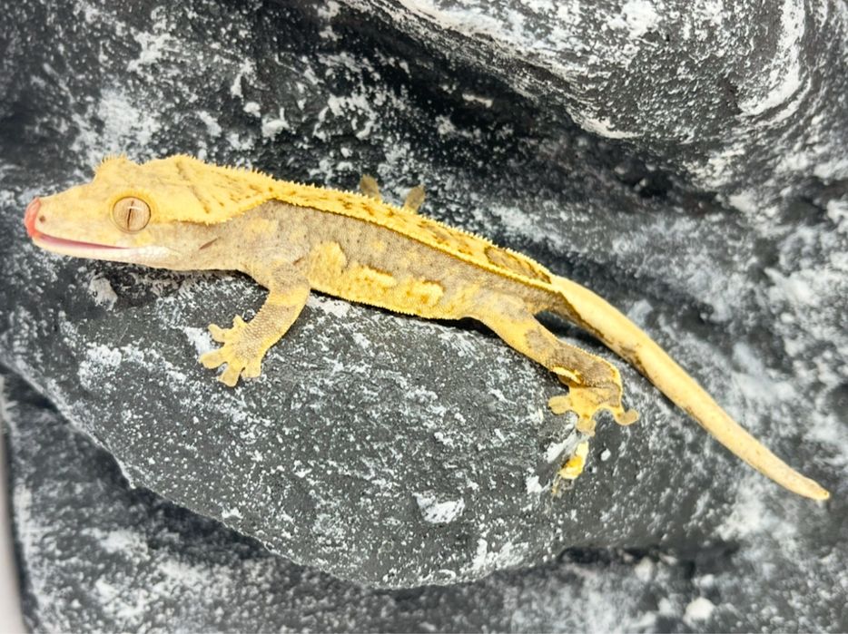 Gekon orzesiony gekony orzęsione Konin