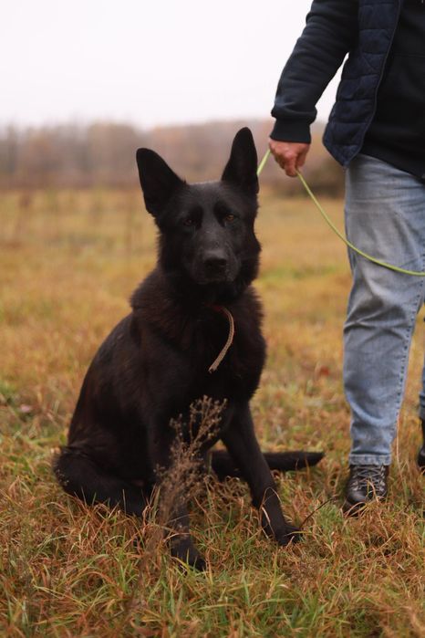 Czarna, lojalna i absolutnie wyjątkowa suczka szuka domu