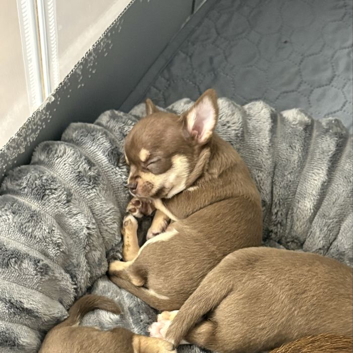 Chihuahua samiec czekoladowy maleńki ZKwP FCI