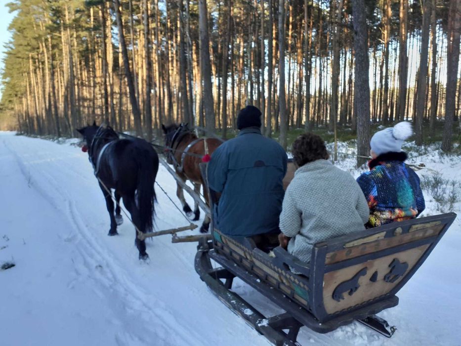 Sprzedam KLACZ ŹREBNĄ, ogierka odsadka