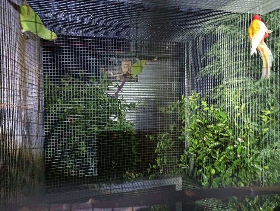 Várias aves bebés e independentes