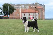 Łajka jakucka nie owczarek nie samojed nie border