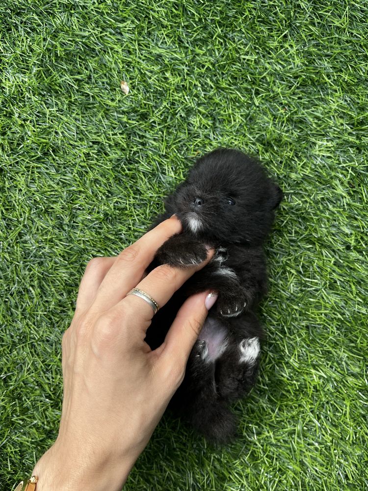 Szpic miniaturowy - pomeranian