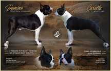 Boston Terrier umaszczenie czarno białe z rodowodem ZKwP (FCI) Kraków