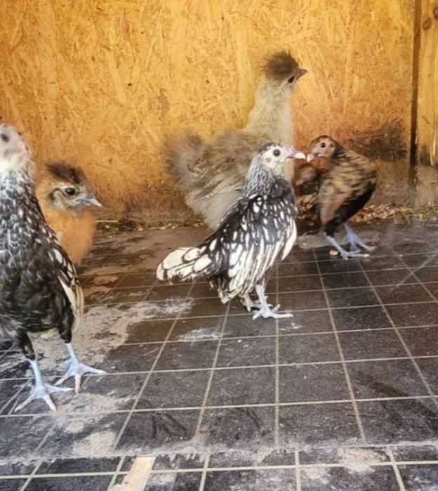 Sprzedam kury silki, kochiny, srebrytki,
biatoczuby holenderskie