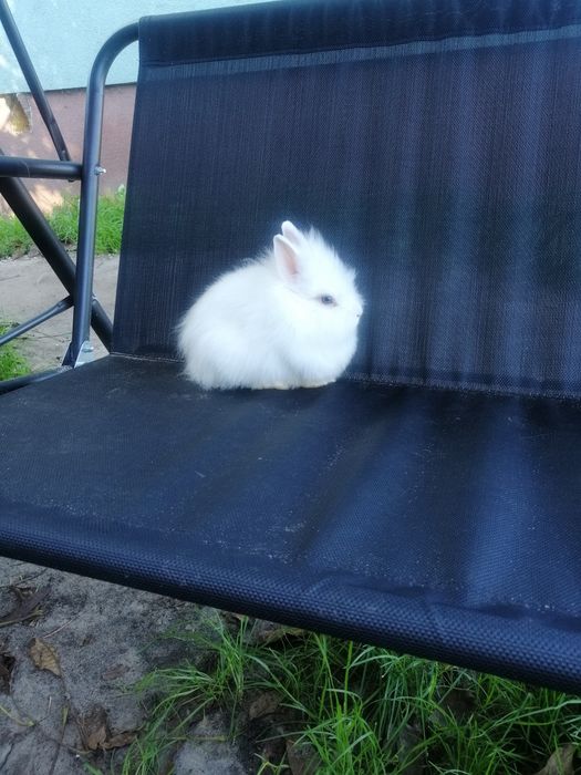 Króliczki karzełki króliki miniaturki