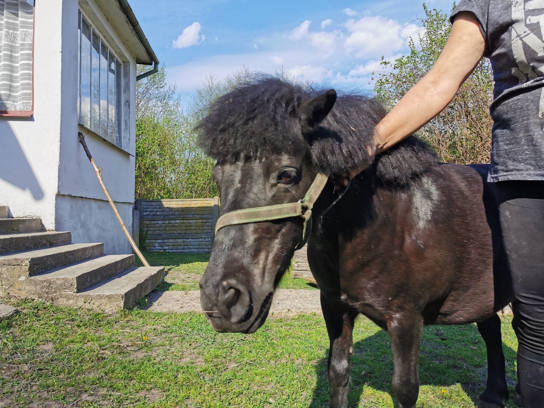 Kucyk, kucyki, koń