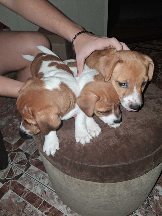 Продаются щенки джек рассел терьеры