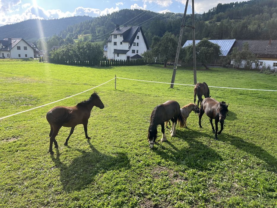 Pomoc przy koniach wzamian za jazdę