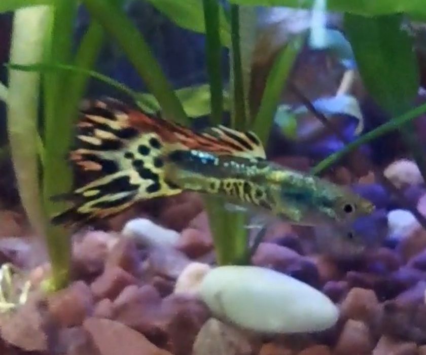 Рибки власного розведення, 1.5 міс