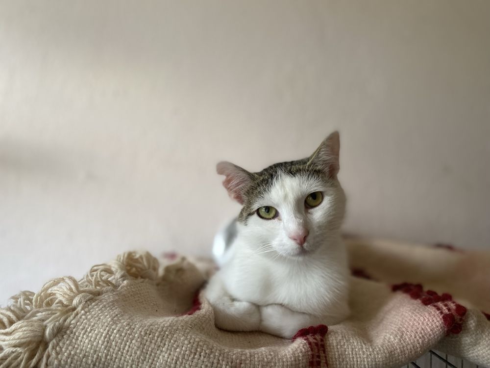 Pokochaj Puszka - kocurek do adopcji