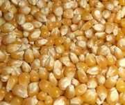 Продам кукурузу для попкорна