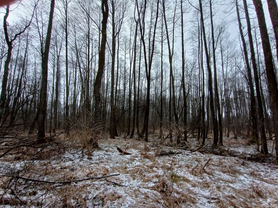 OLCHA do wycięcia na powierzchni 46 arów