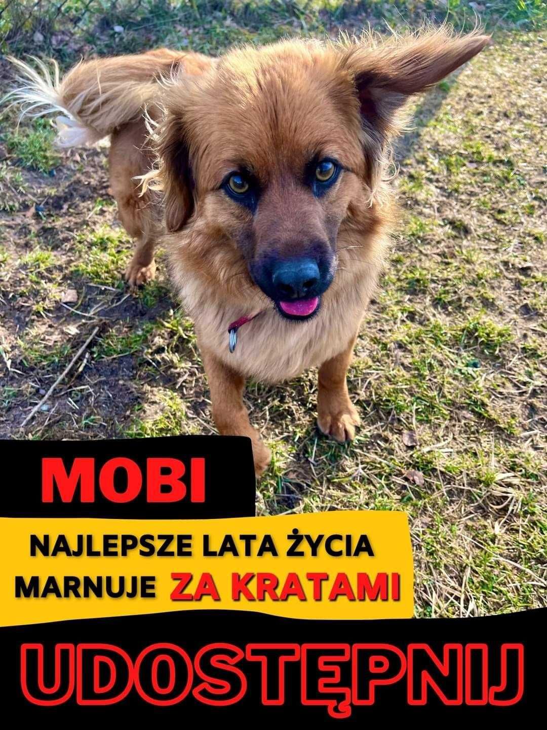 Pilne!!Uratuj Mobiego ok 4,5 r. ślicznego pieska i daj dom Korabiewice