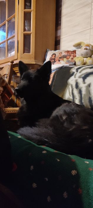 Продам цуценя німецької вівчарки