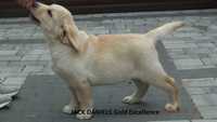 Biszkoptowy Piesek labrador retriever" Jack Daniels " 12 tygodni