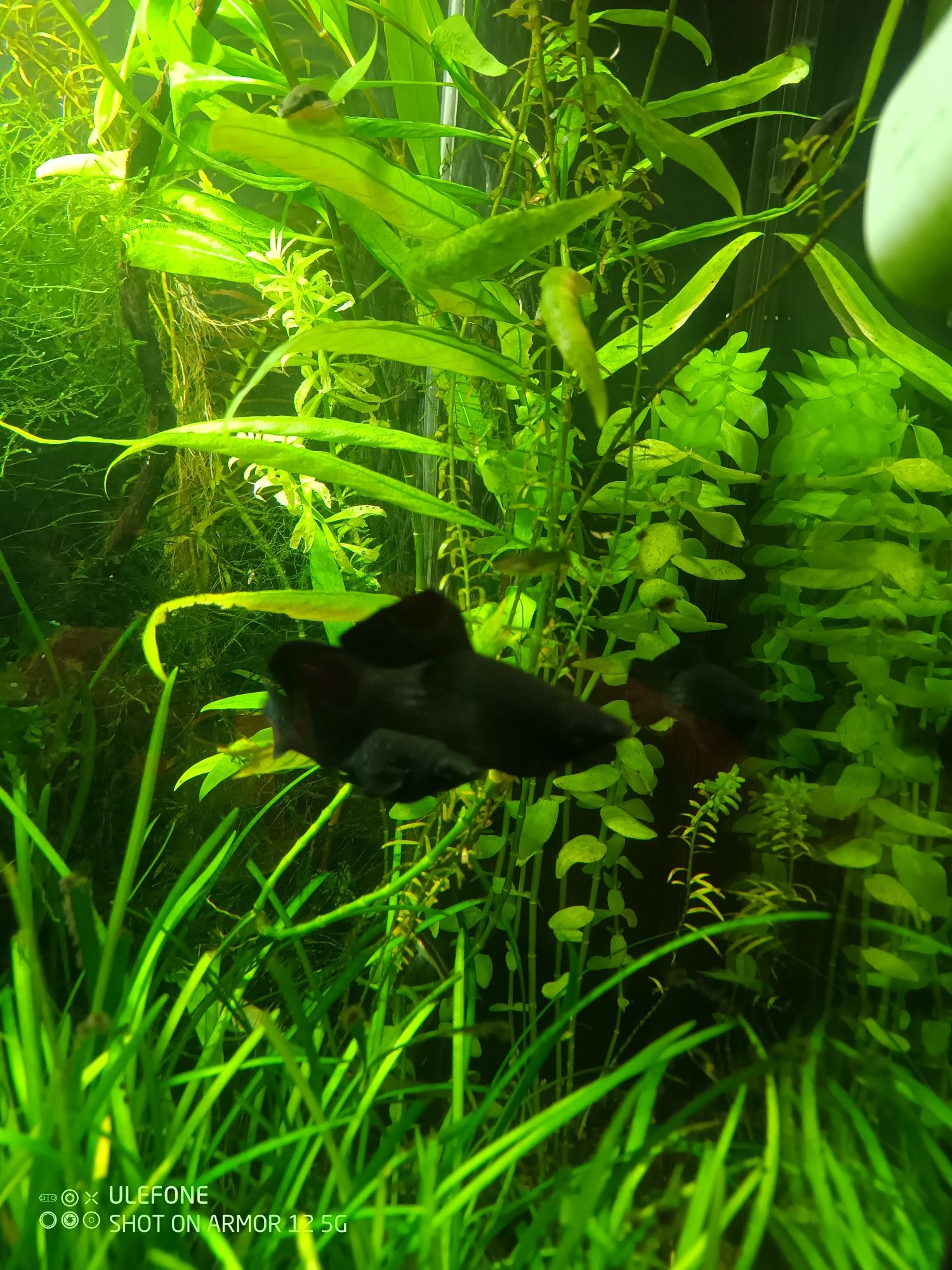 Molinezje Black Molly