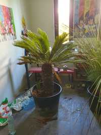 Cycas Revoluta Duży