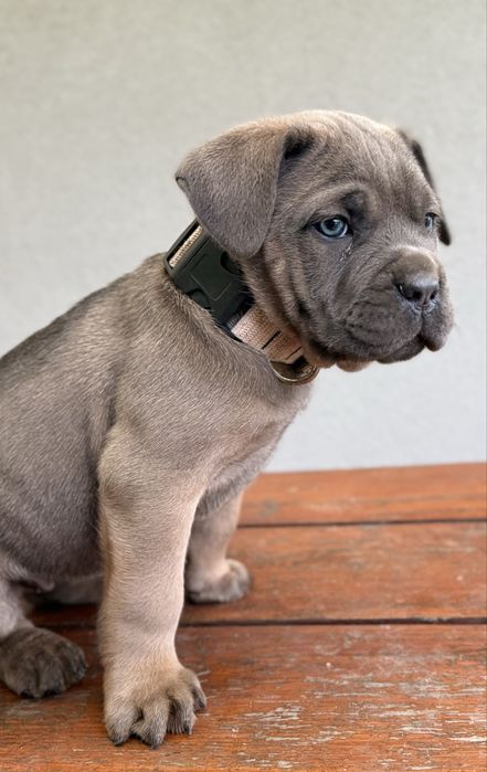 Suczka cane corso z rodowodem