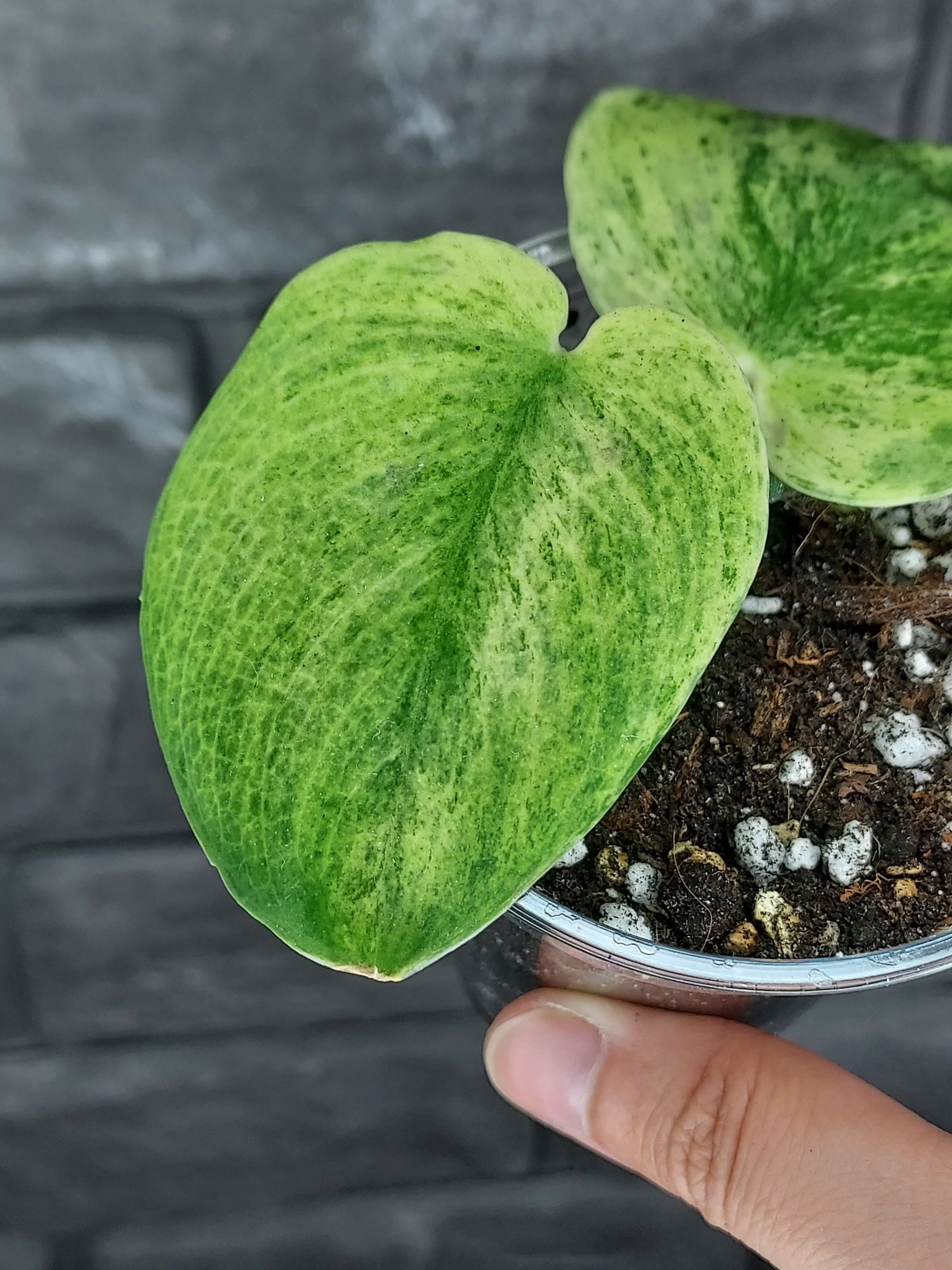 Scindapsus Jade Satin Golden Mint #3