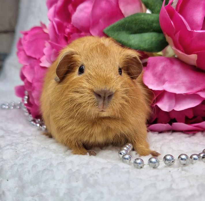 Морская свинка американская вислоухая,морские свинки