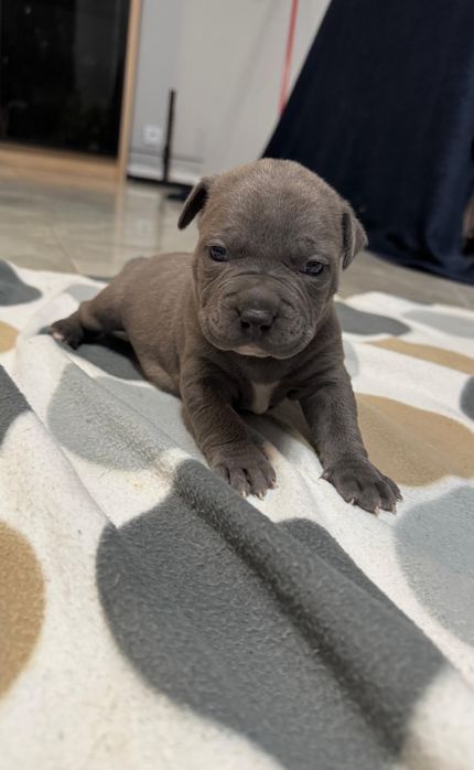 Suczka American Staffordshire Terrier(amstaff) blue