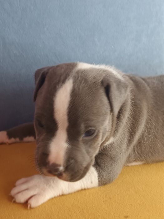 Błękitny Szczeniak Amstaff Blue