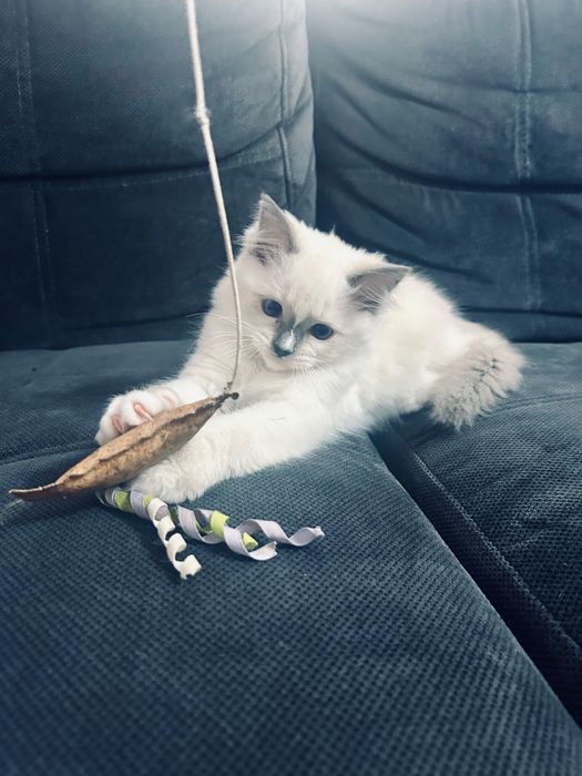 Kocięta kotka kocur Ragdoll FPL / FIFe